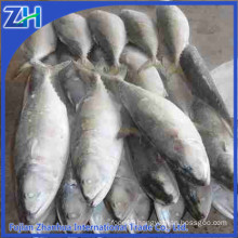 frozen indian mackerel fish indian mackerel importers